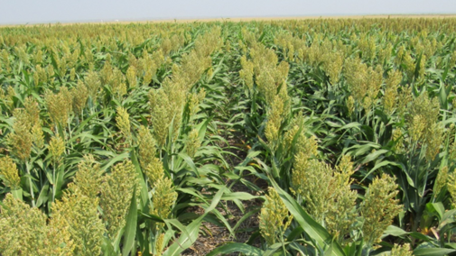 Grain sorghum