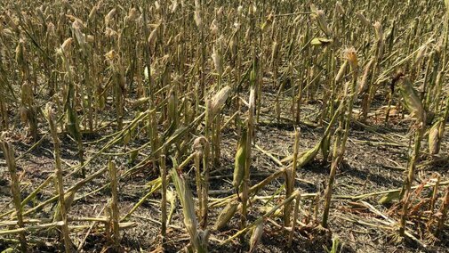 Hailed corn in Howard County Aug. 16, 2018