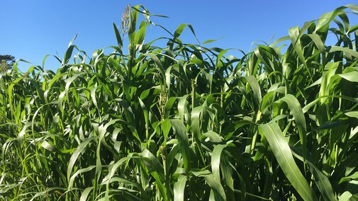 Thick, dense, upper canopy of sorghum-sudangrass, taken in late September in Lincoln.