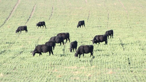 Given market prices, grazing winter wheat rather than harvesting for grain may be more profitable for some growers this year.