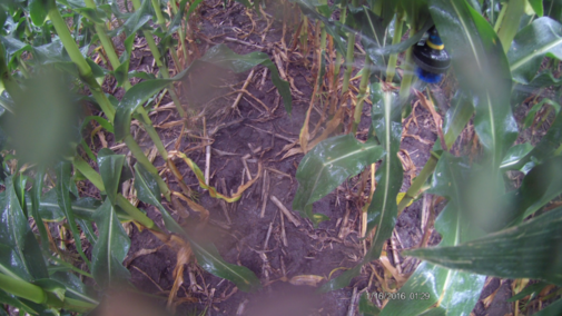 In-canopy center pivot sprinkler head entangled in the corn canopy