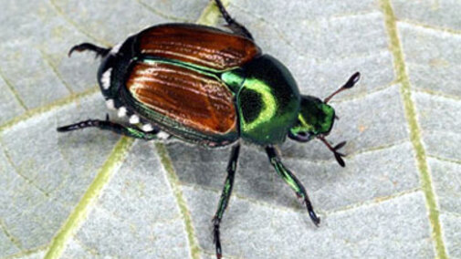 Japanese beetle