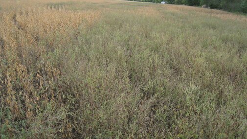 Figure 1. Season-long glyphosate-resistant common ragweed competition in a soybean field near Adams.