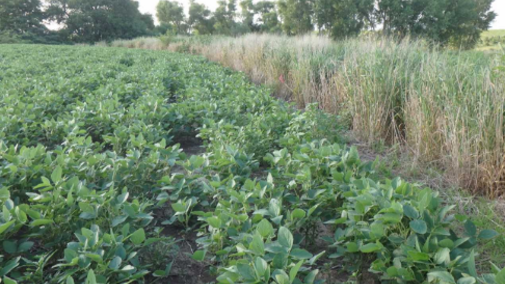 Photo of soybean and switchgrass barriers side by side.