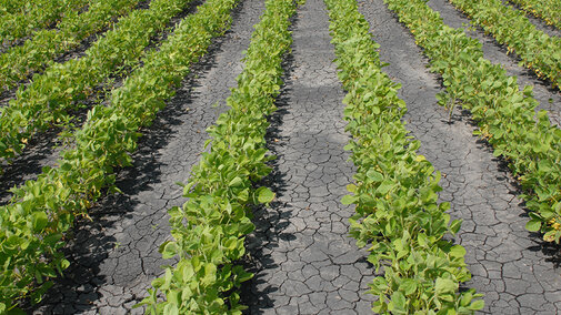 Liberty Link soybeans