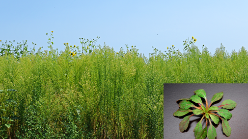 Marestail seedling and field infested with marestail