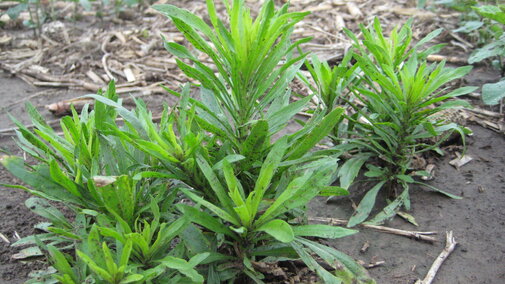 marestail