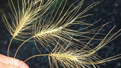 Medusahead Grass