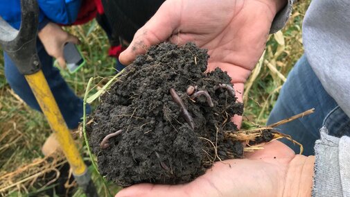 Earthworms in a field of cover crops.