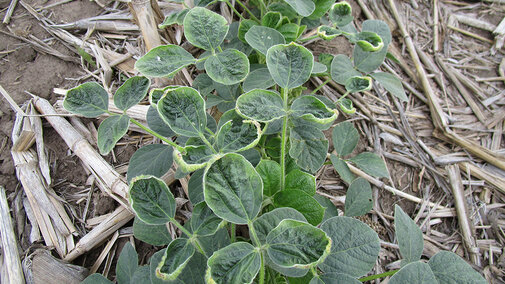 Soybean damage from application of micro-rates of dicamba pesticide.