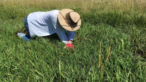 Sarah Morton examining perennial grasses.