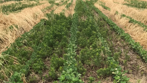 Cover crop field trial