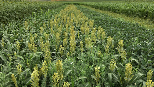 Test plots showing sorghum (center) and other crops double-cropped after field peas in Saunders County in eastern Nebraska. 