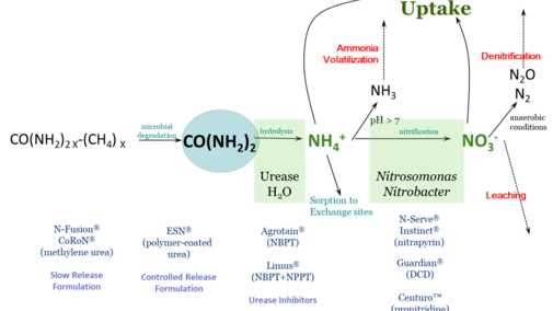 Routes of nitrogen loss in the soil