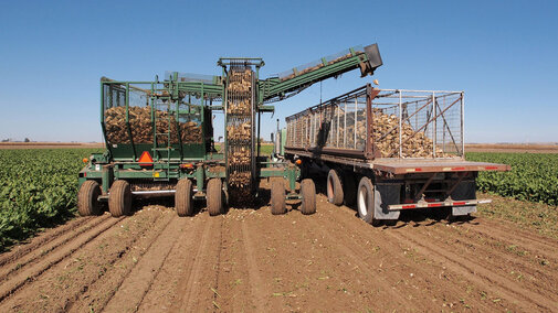 Sugar beet harvest in the Panhandle