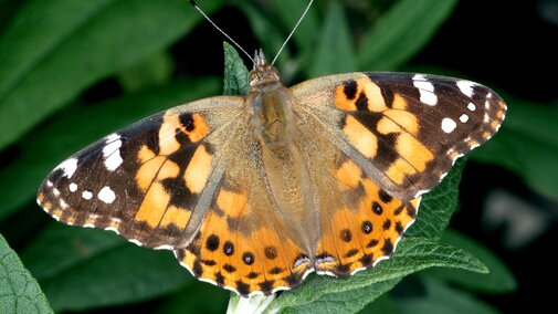 Painted lady butterfly