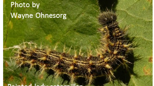 Painted lady caterpillar