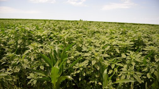 Managing herbicide-resistant Palmer amaranth is just one of the topics on the Crop Production Roadshow coming to west central Nebraska starting Feb. 1.