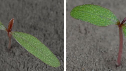 Photos of the Palmer amaranth and common waterhemp plants at cotyledon stage