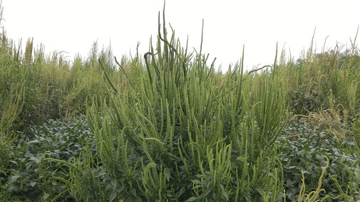 glyphosate-resistant Palmer amaranth