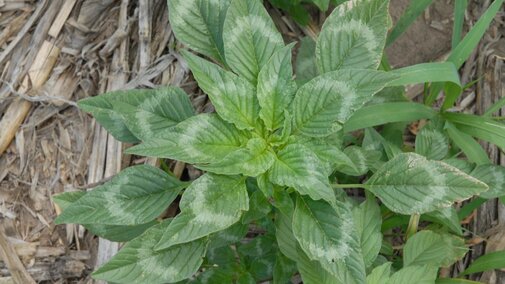 Palmer amaranth