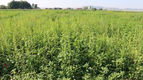 Trial studying efficacy of products on Palmer amaranth