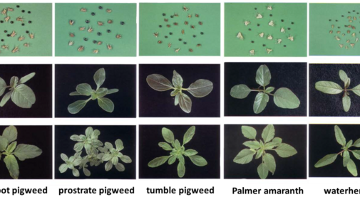 Photos of pigweed species