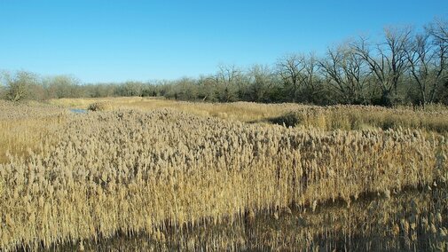 Phragmites growing along the Platte River in Nebraska