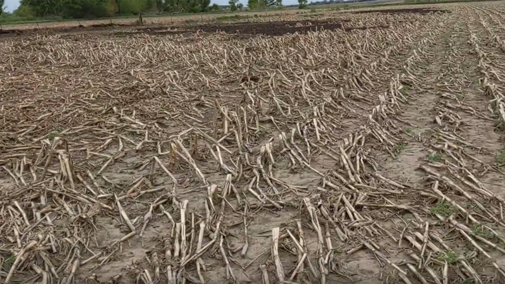 Unplanted acres with corn residue