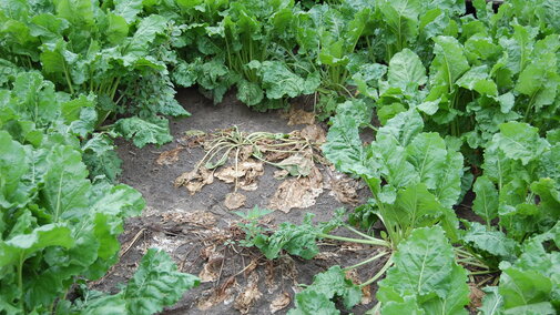 Figure 1. Complete and permanent collapse of sugarbeet petioles and leaves caused by Rhizoctonia Root and Crown Rot.