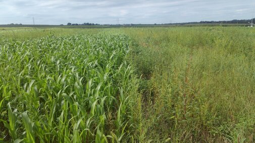 Cover crop demonstration plots at the Rogers Memorial Farm