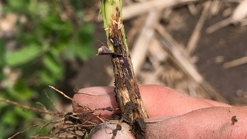 Soybean gall midge larvae inside a soybean stem