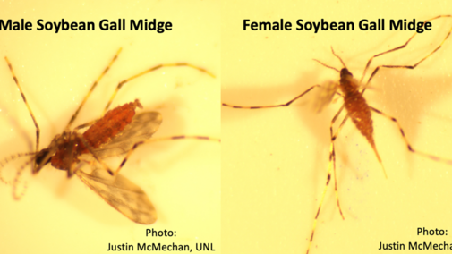 Figure 1. Male soybean gall midge (left) and female soybean gall midge (right). Female has a point abdomen due to its ovipositor whereas males have a clasping organ at the end of the abdomen. Males are of no threat to this yearâs soybean crop.