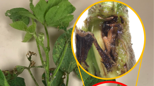 Soybean gall midge larvae inside a soybean stem