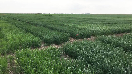 2018 Saline County Wheat Variety Trials