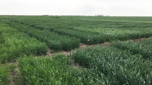 Winter wheat variety trials in Saline County (Photo by Randy Pryor)