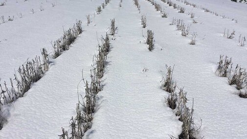 Snowy Sherman County Field May 1, 2017