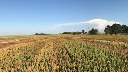 Grain sorghum variety trial at the Henry J. Stumpf International Wheat Center near Grant, Nebraska, summer 2019. 