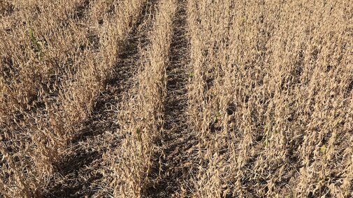 soybeans ready for harvest