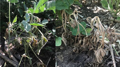 Soybean plants showing wilting and necrosis