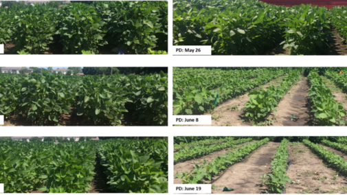 Photos of canopy closure based on various planting dates