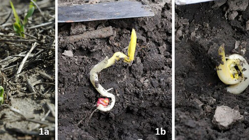 Figure 1. Planting into cold soil (below 50Â°F) when cold conditions are expected for the next 48 hours can lead to germination problems and seedlings not emerging or not emerging well. 1a. Corn seedling that started leafing out below ground and now has twisted leaves which will delay or negate normal plant development.. Figures 1b-c. Unemerged seedlings attempting to leaf out belowground. None of the seedlings shown should be counted as a productive plant.