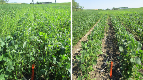 Field trial comparing timing of soybean weed management