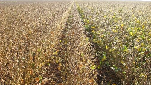 Field of mature soybeans