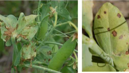 UNL dry pea research