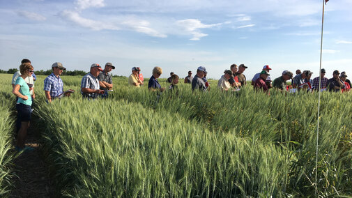 Previous wheat plot tour