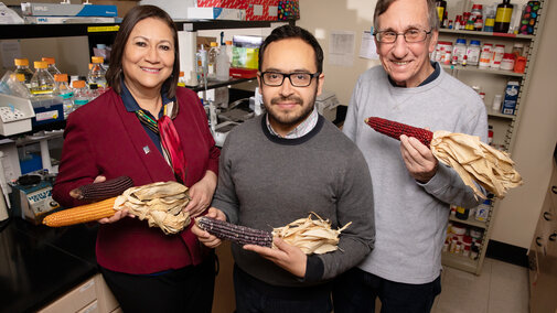 Scientists at the University of Illinois found that compounds in purple corn fight obesity, inflammation and insulin resistance in mouse cells. The team includes, from left, food science professor Elvira Gonzalez de Mejia, postdoctoral researcher Diego Luna-Vital and crop sciences professor John Juvik. (Photo by L. Brian Stauffer)