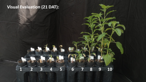 Visual evaluation of waterhemp growth 21 days after an atrazine application.