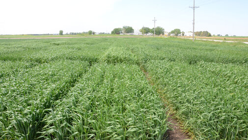 Wheat field near Mead, May 2017