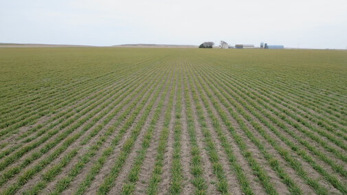 Field of winter wheat